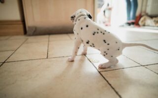 dog pees in house