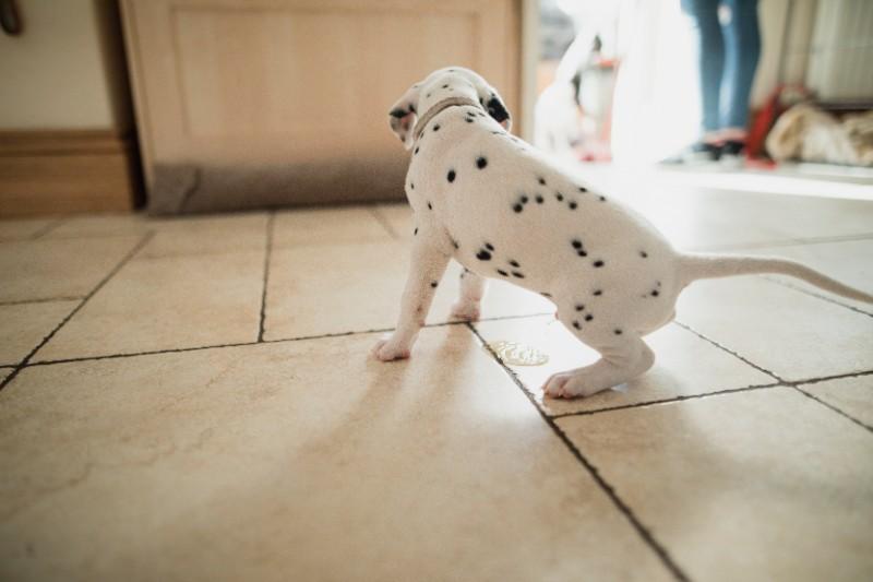 dog pees in house