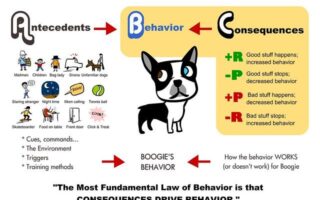 dog behaviour training near me