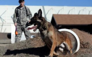 working dog training near me