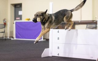 dog training center