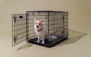 dog pees in crate