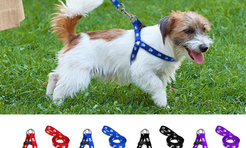 leash trick to stop dog pulling