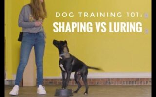 free shaping dog training