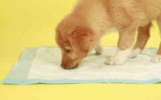 puppy potty