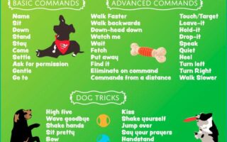 advanced dog tricks