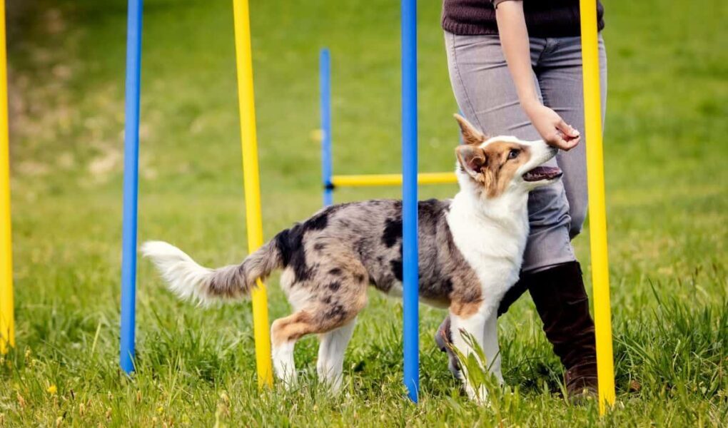 teach dog to sit