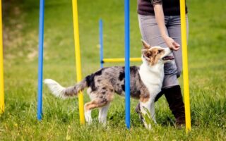 teach dog to sit