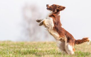 dog jumping