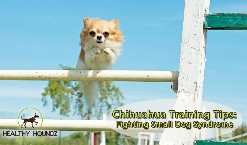 chihuahua training