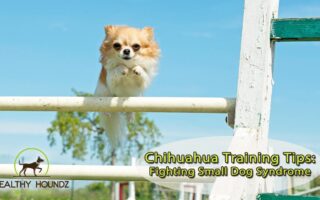 chihuahua training