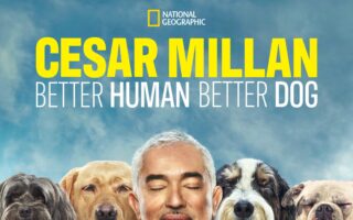 cesar millan dog leash