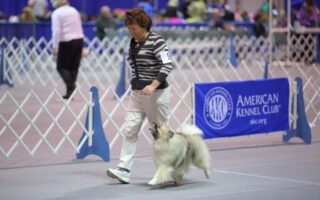 akc obedience