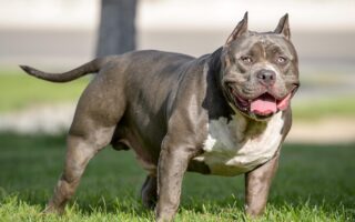 american bully training