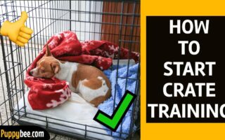 crate training adult dog