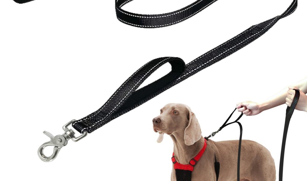 leash training a puppy