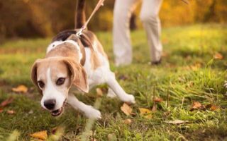 stop dog from pulling on leash