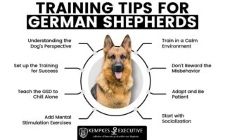 german shepherd training