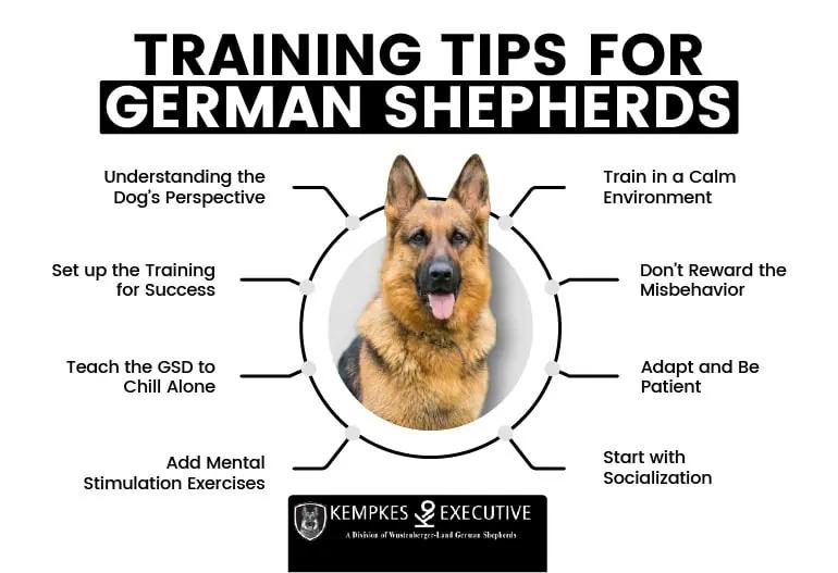 german shepherd training