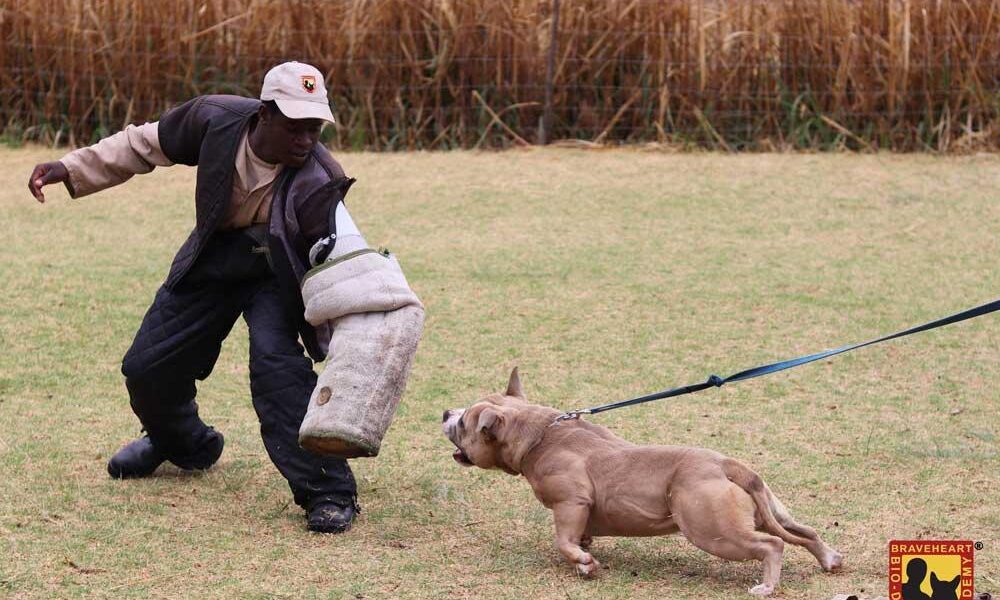 k9 protection training