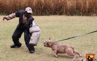 k9 protection training