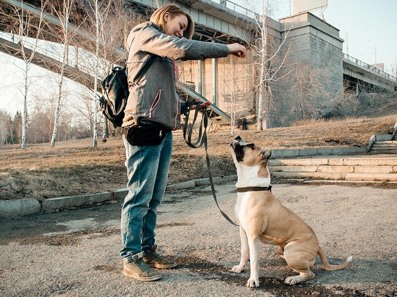 canine behaviorist