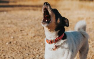 dog whining in crate at night