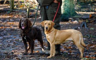 gun dog training