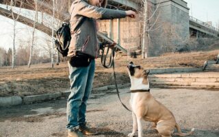 canine behaviourist