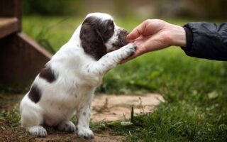 puppy training near me