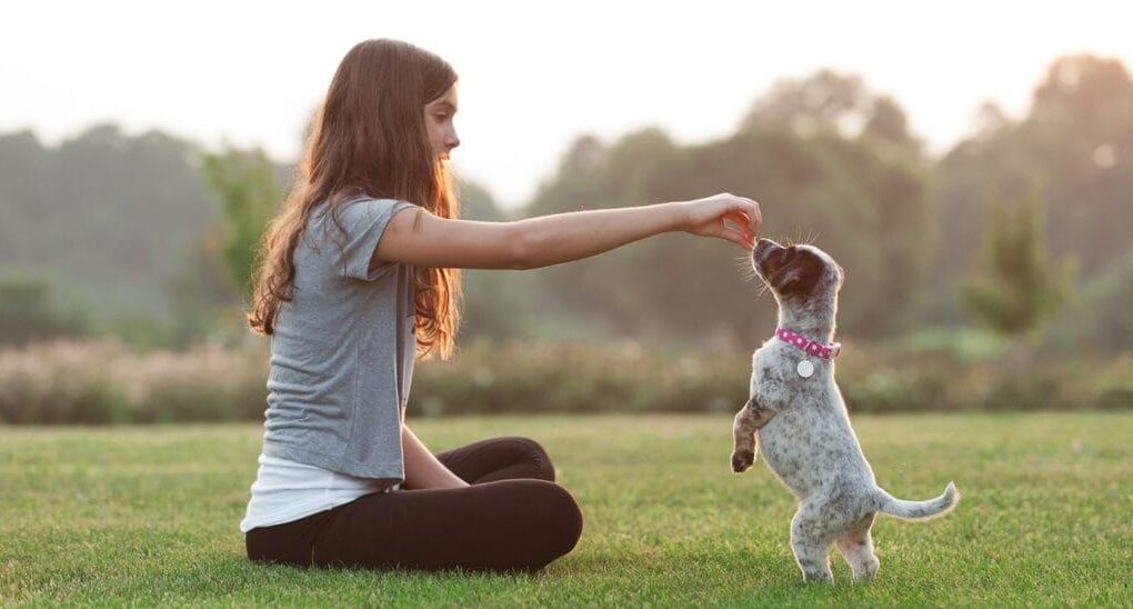 teach puppy not to bite