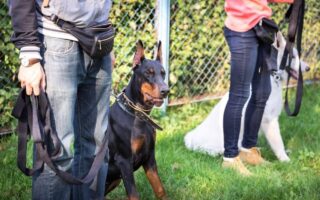 doberman training near me