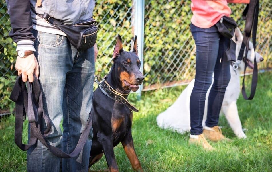 doberman training near me