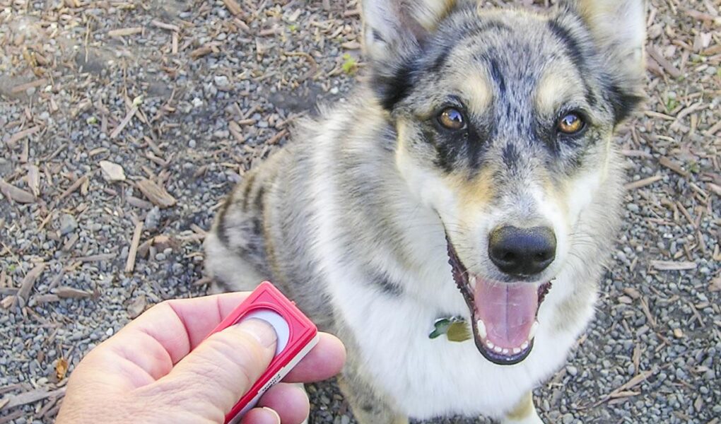 clicker training