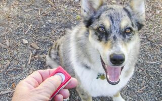 clicker training