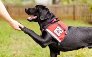 service animal training near me