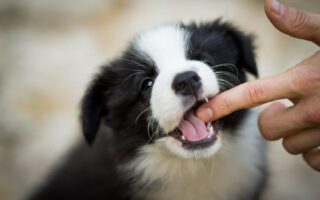 stop puppy biting