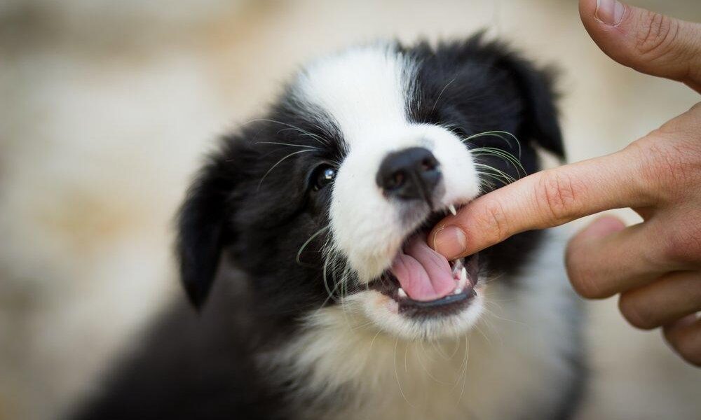 puppy nipping