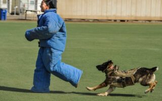 k9 training near me