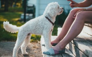 poodle training