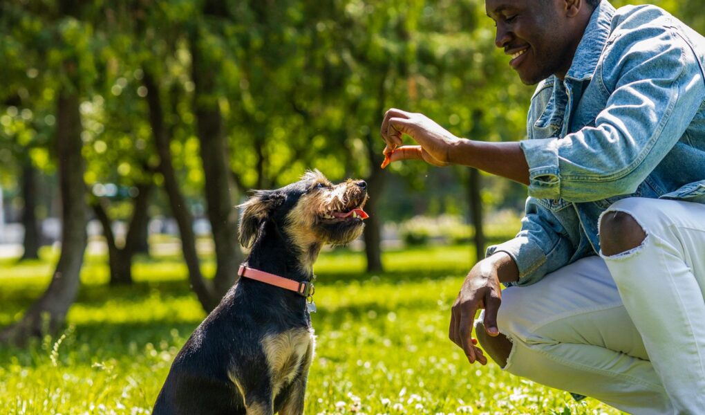 dog training programs near me