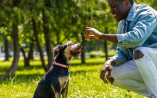 dog training programs near me