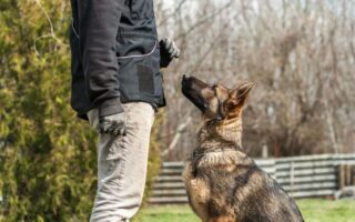 train dog to walk on leash