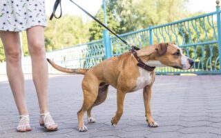 dog pulling on leash