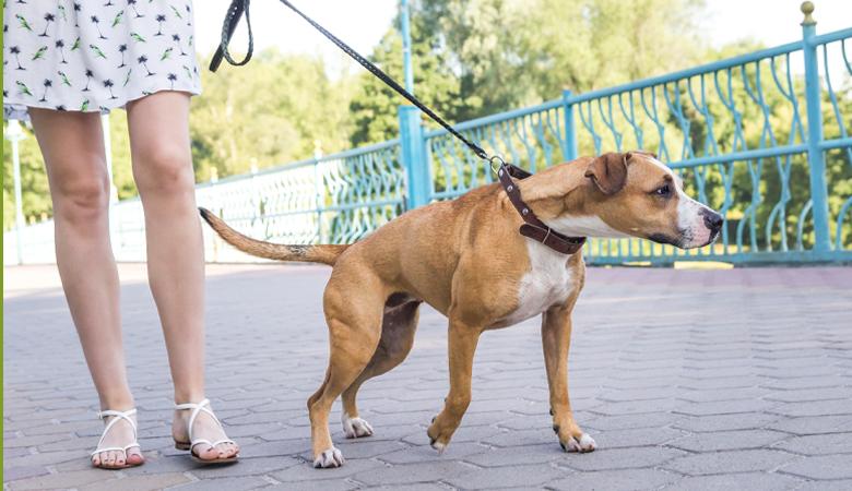 dog pulling on leash