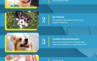 tricks to teach your puppy