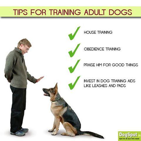 adult dog training