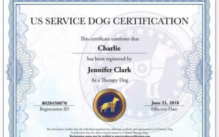 certified therapy dog