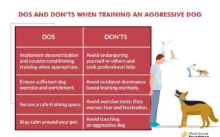 aggressive dog training