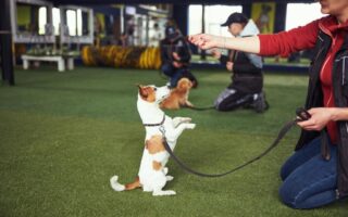 dog training camp